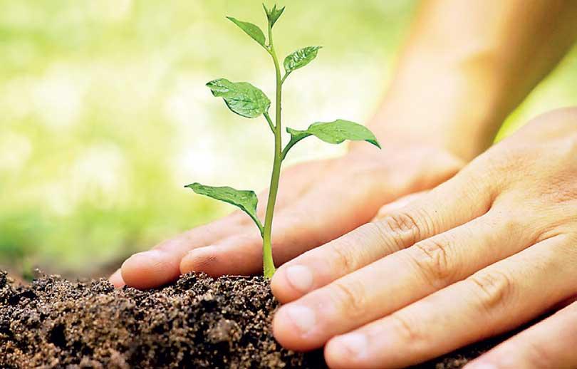 Daily Mirror 22million tree planting project to commence this July