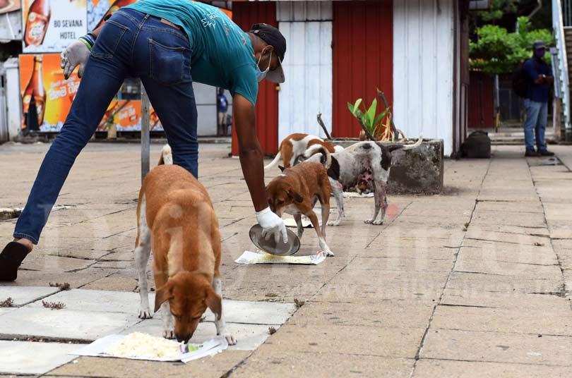 Daily Mirror Feeding street dogs