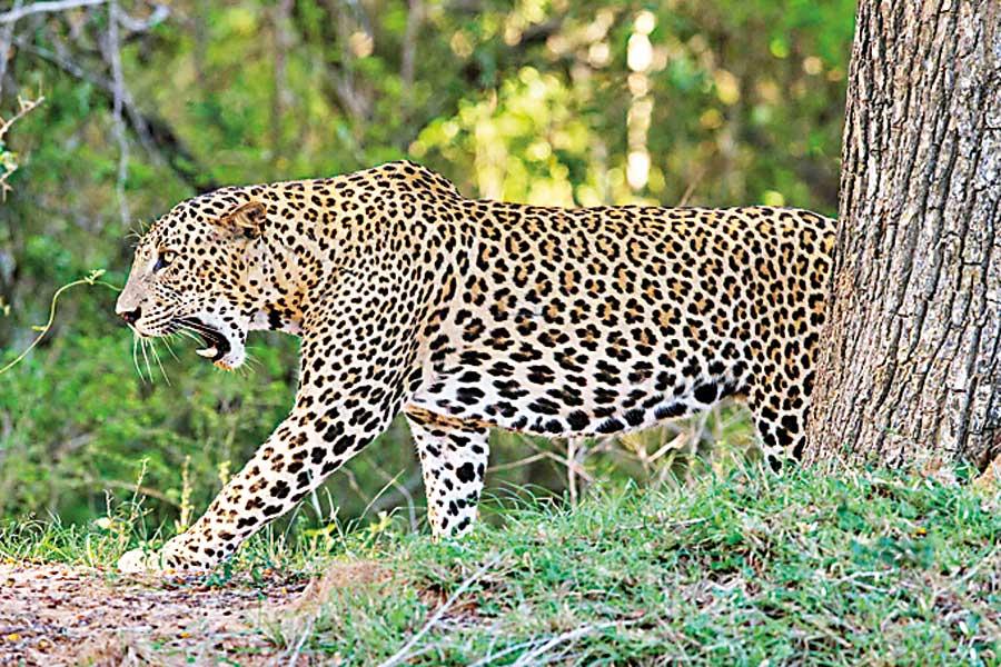 Daily Mirror - WHERE IS WILDLIFE CONSERVATION TODAY?