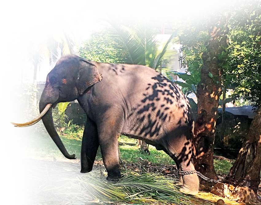 Daily Mirror Sri Lanka Latest Breaking News And Headlines Print Edition Chained Prince Suffers In Silence At Place Of Worship