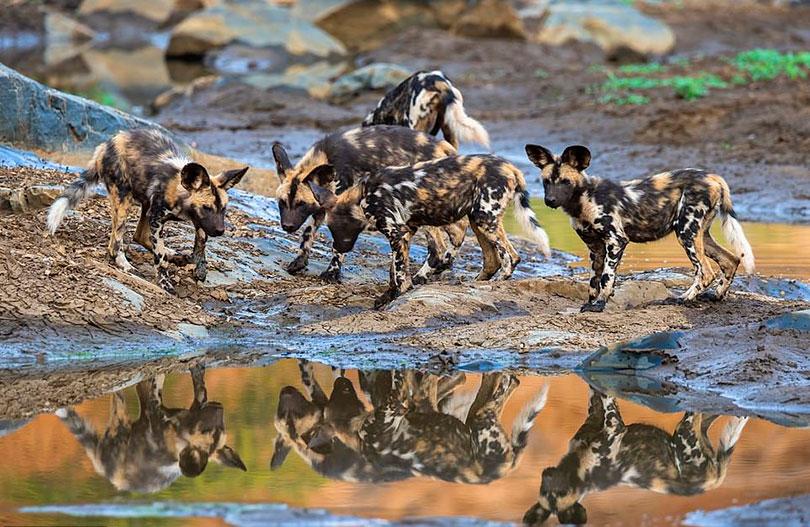 Daily Mirror - Softer side of Africa’s wild dog