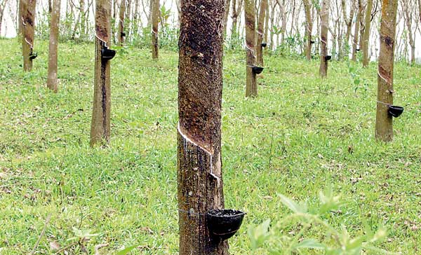 rubber business in india