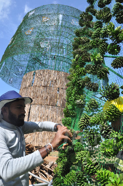 the worlds tallest christmas tree is seen being constructed at the galle face green the work resumed yesterday after being put on hold for two weeks - Worlds Tallest Christmas Tree the worlds tallest christmas tree is seen being constructed at the galle face green the work resumed yesterday after being put on hold for two weeks - Worlds Tallest Christmas Tree